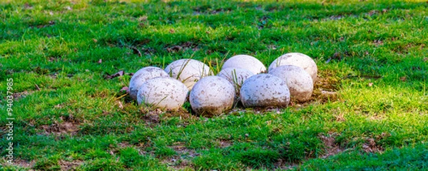 Obraz Ostrich Eggs