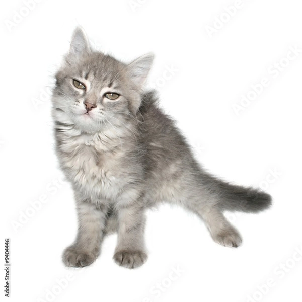 Fototapeta Small kitten on a white background.