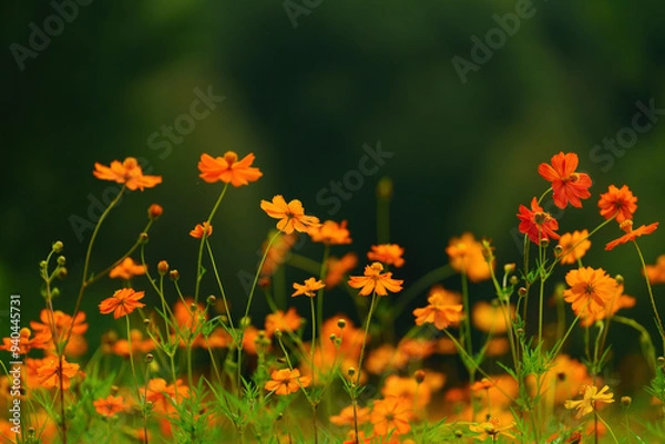 Fototapeta Beautiful Gesang flowers in summer, full of the natural background of dreamy artistic conception