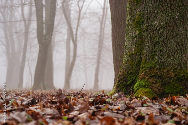 Fototapeta Foggy Forest Floor with Mossy Tree Trunk and Fallen Leaves