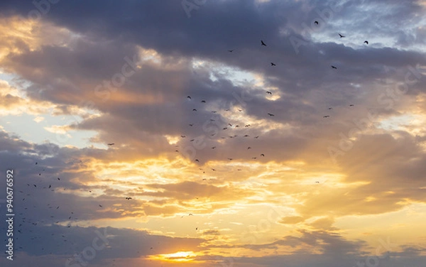 Fototapeta A flock of kites circles in the sky at sunset