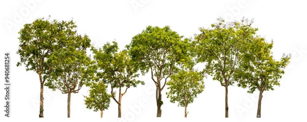 Fototapeta Green trees isolated on transparent background forest and summer foliage for both print and web with cut path and alpha channel.