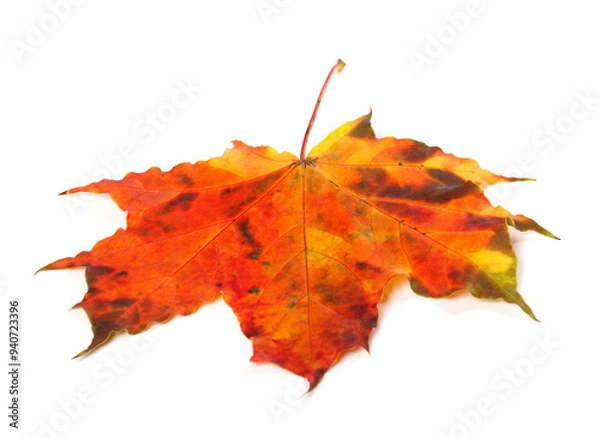 Fototapeta Multicolor autumn maple-leaf