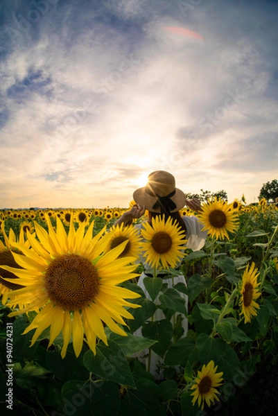 Fototapeta ひまわり畑の夕焼け