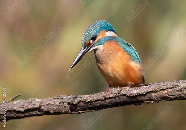 Fototapeta Common kingfisher, Alcedo atthis. A young bird sits on a branch above the river, waiting for prey