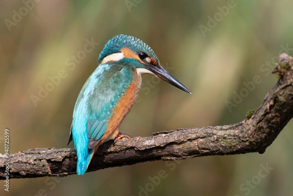 Fototapeta Common kingfisher, Alcedo atthis. A young bird sits on a branch above the river, waiting for prey
