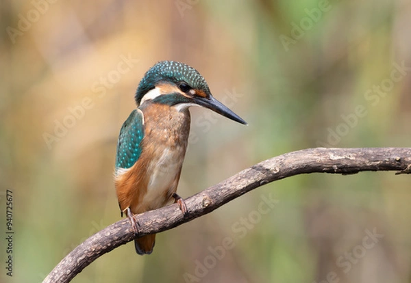 Fototapeta Common kingfisher, Alcedo atthis. A young bird sits on a branch above the river, waiting for prey
