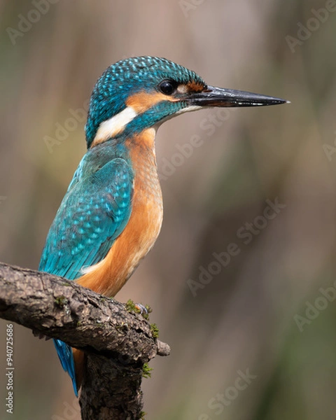 Fototapeta Common kingfisher, Alcedo atthis. A young bird sits on a beautiful branch, on a flat background