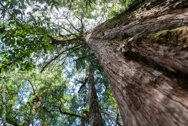 Obraz nature in forest