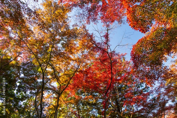Fototapeta 日本の風景・秋　東京都　紅葉の多摩湖・狭山公園