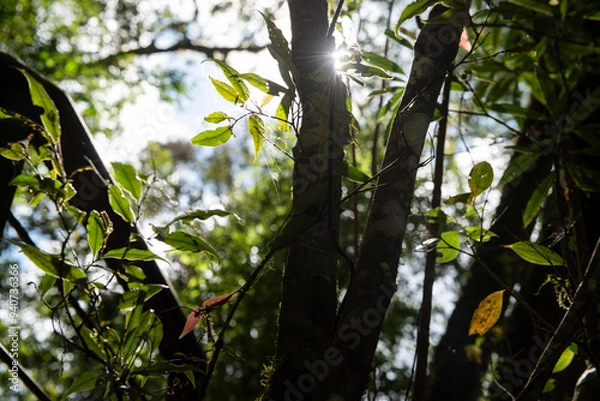 Fototapeta nature in forest