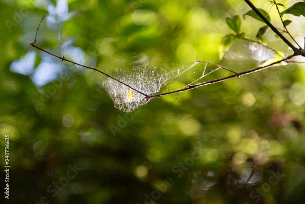 Fototapeta nature in forest