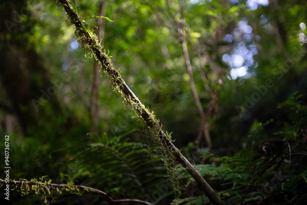 Obraz nature in forest