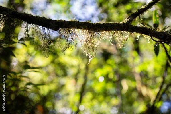 Obraz nature in forest