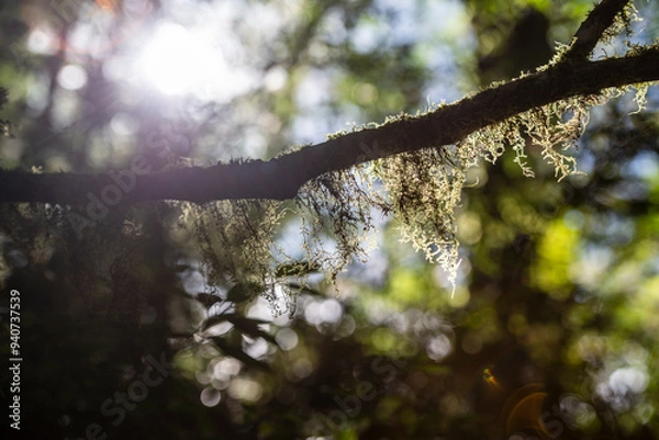 Obraz nature in forest