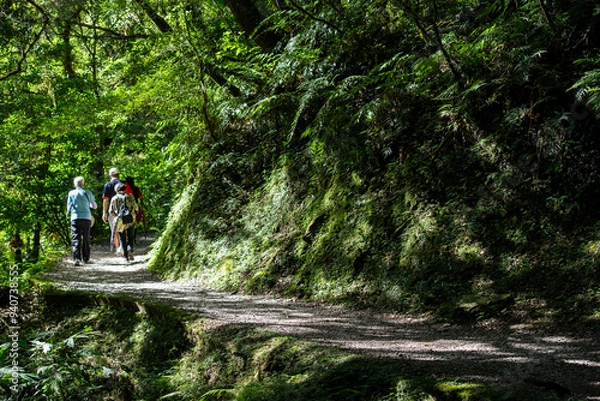 Obraz nature in forest