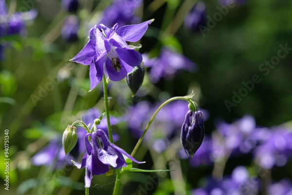 Fototapeta Ancolie commune - Aquilegia vulgaris