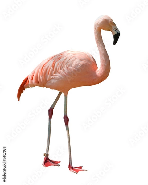 Obraz Czerwone Karaiby Flamingo na białym tle.