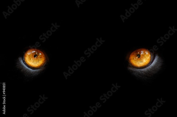 Fototapeta oczy pantery