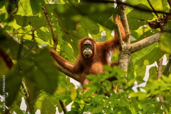 Fototapeta Sumatran orangutan in its whole beauty. Amazing sumatran jungle. Beautiful sumatran wildlife. Adventure paradise. Rare  and endangered species. Pongo abelii.