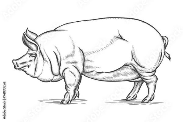 Obraz Engraving big pig or hog vector hand drawn illustration