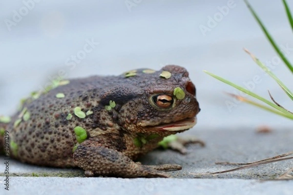Obraz Ropucha z Polski. Żaba ze stawu, płaz z bajki. Szara ropuszka, okropna.