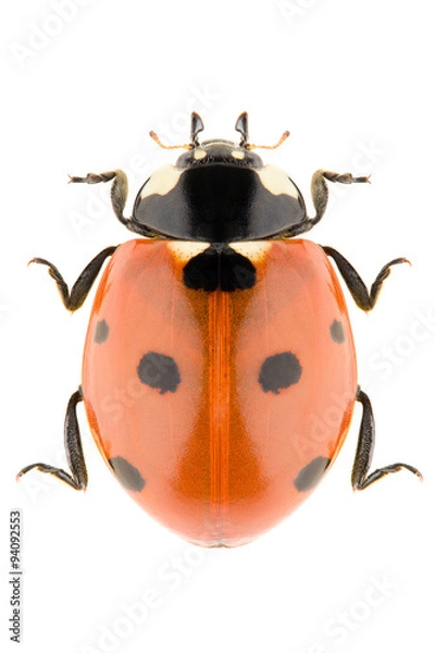 Fototapeta Coccinella septempunctata