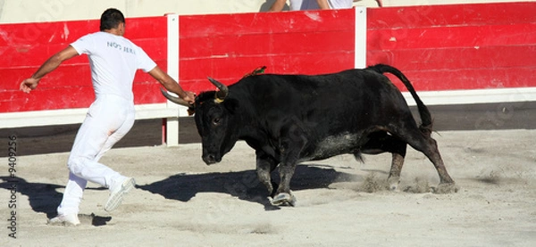 Obraz Rasa Camarguan