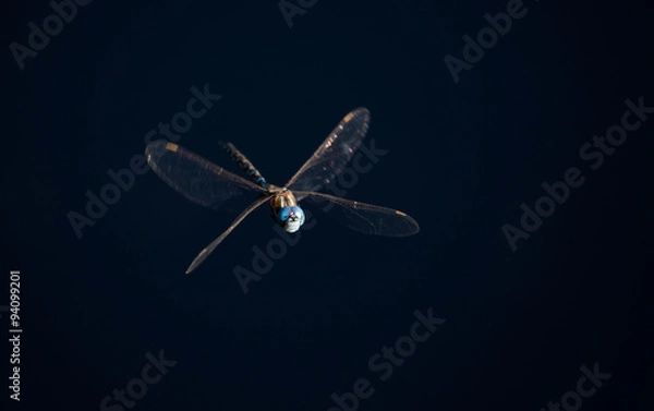 Obraz Dragonfly