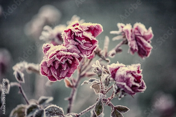 Obraz Frozen roses