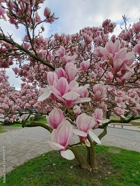 Obraz Pink Chinese or saucer magnolia flowers, Magnolia x soulangeana, against a blue sky Cambridge, Massachusetts.