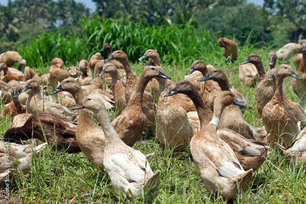Fototapeta Troupeau de canards dans les rizières à Bali