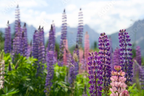 Fototapeta Field full of lupines on an alpine meadow in Austria