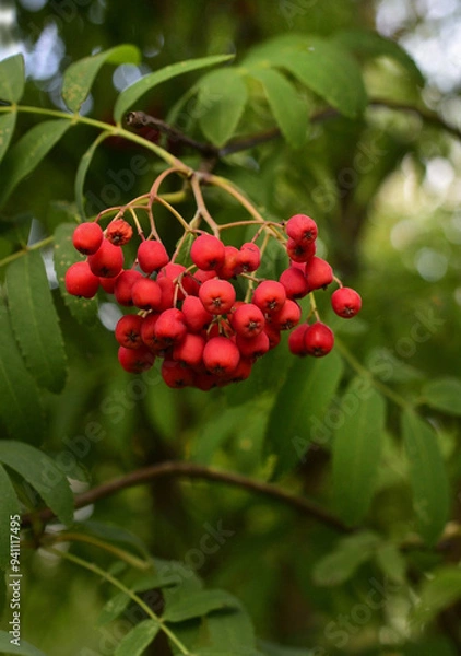 Obraz Red rowan berry brush on natural background