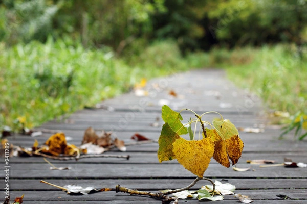 Obraz Pathway in the Fall