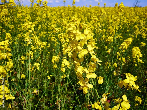 Fototapeta Vibrant Rapeseed Field in Full Bloom under a Clear Blue Sky in Denmark