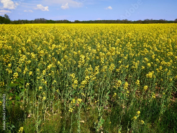 Fototapeta Vibrant Rapeseed Field in Full Bloom under a Clear Blue Sky in Denmark