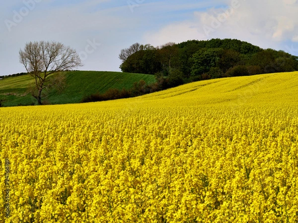Fototapeta Vibrant Rapeseed Field in Full Bloom under a Clear Blue Sky in Denmark