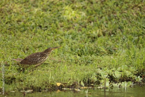 Fototapeta The cinnamon bittern (Botaurus cinnamomeus) or chestnut bittern is a small Old World bittern, breeding in tropical and subtropical Asia from India east to China and Indonesia. 