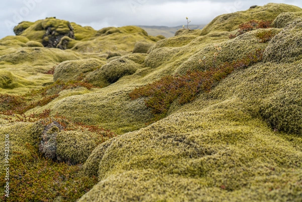 Obraz Southern Iceland beautiful moss covered the lava flow at Eldhraun, close up