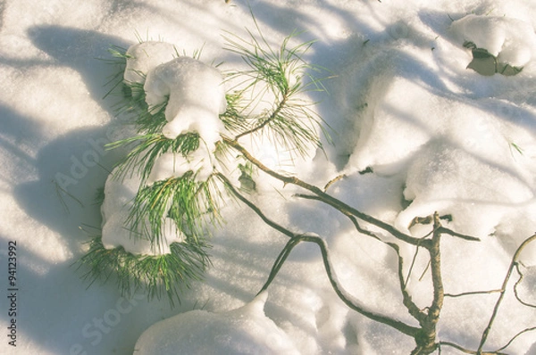 Obraz Winter forest in snow