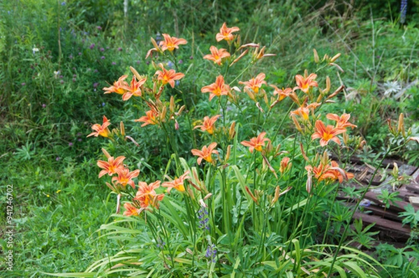 Obraz Blooming red daylilies in the garden