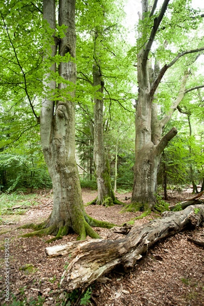 Obraz Drei alte Buchen