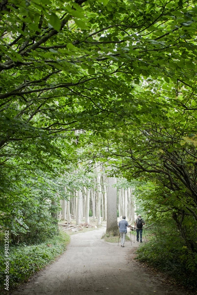 Fototapeta Nordic Walking im Buchenwald an der Ostsee
