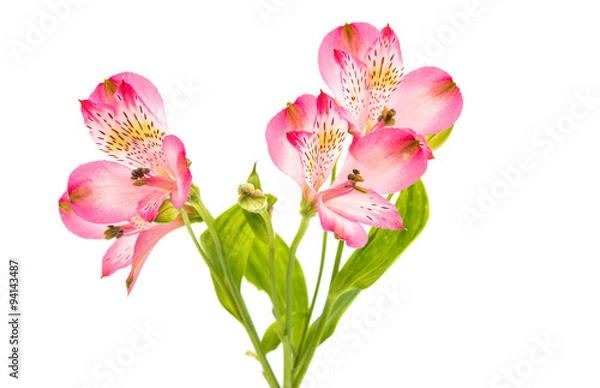 Obraz Alstroemeria flowers