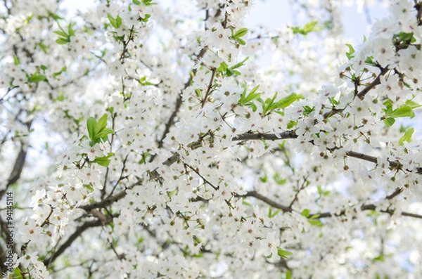 Fototapeta cherry blossoms for background