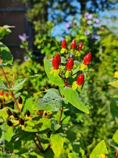 Obraz Hypericum perforatum