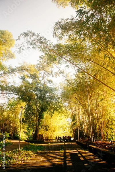 Fototapeta Amazon rainforest at sunset and trees 