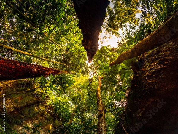 Fototapeta Amazon rainforest at sunset and trees 