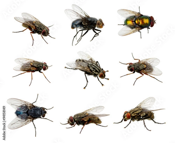 Obraz  Leć na białym